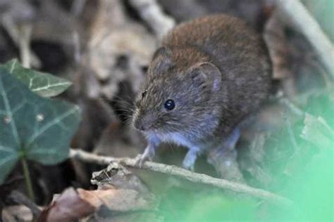 Mice, Voles & Shrews | Wildlife Online