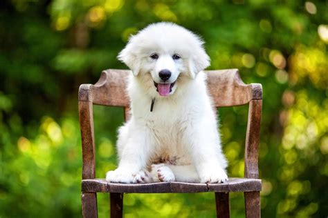 Great Pyrenees: Big dogs are territorial, protective, and nocturnal