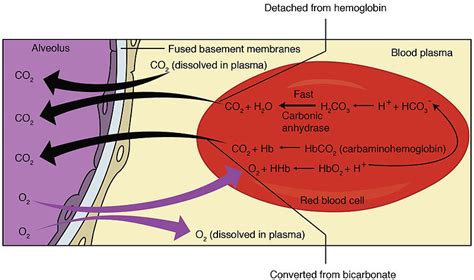 Difference Between Internal and External Respiration | Definition ...