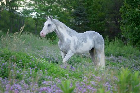 Elly and Rose : Photo A beautiful gray and white paint horse | Rare ...