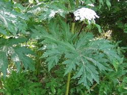 Giant Hogweed Identification