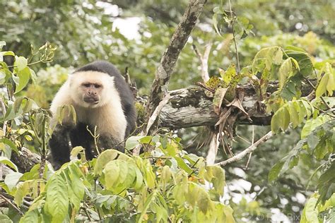 Panamanian White Faced Capuchin: A Costa Rican Marvel - San Jose Costa Rica