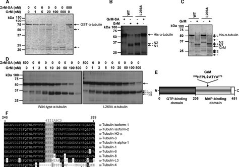 GrM directly cleaves-tubulin. A, Purified recombinant GST-tubulin (1 M ...