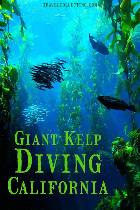 Channel Islands SCUBA Diving, California: GIANT KELP DIVING