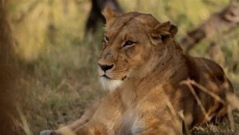 Africa Wildlife Conservation – Best Destination TV | Where Travel Begins