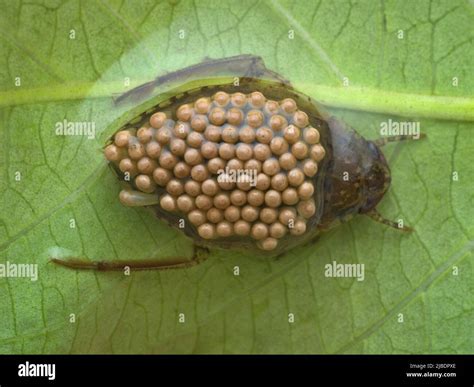 giant water bug carrying eggs on its back from top view Stock Photo - Alamy