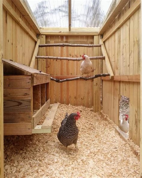 Media added by JMarieEclectically | BackYard Chickens - Learn How to ...