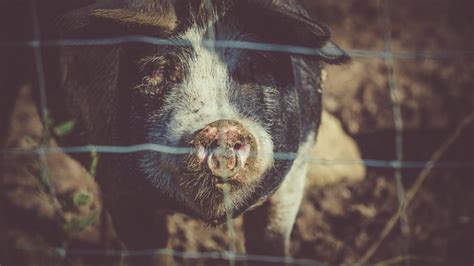 ﻿Is Pig Poo the Next Best Thing in Green Energy? – Keep it Relax