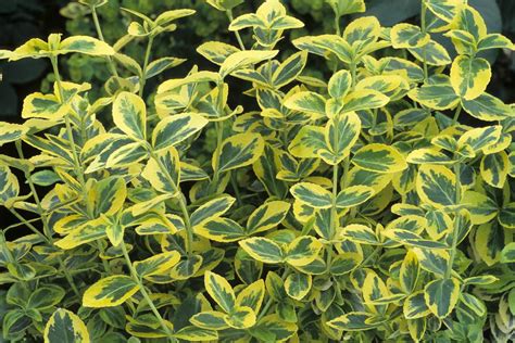 Pictures of Evergreen Shrubs