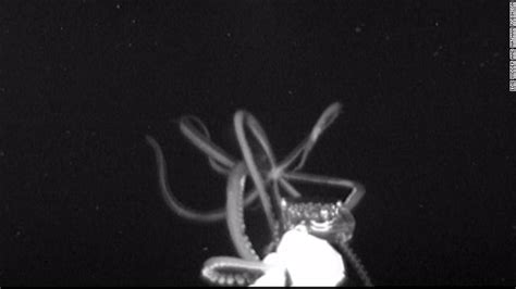 Watch a giant squid caught on camera - CNN Video