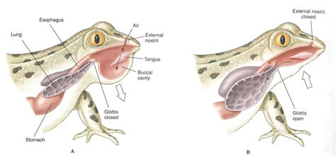 frog respiration | Amphibians, Respiratory system, Respiratory