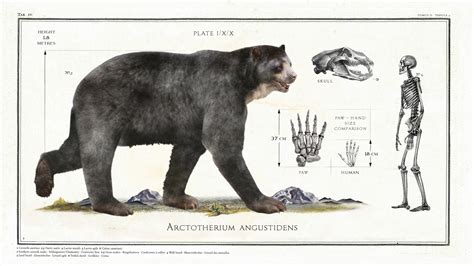 Arctotherium Angustidens : r/Naturewasmetal