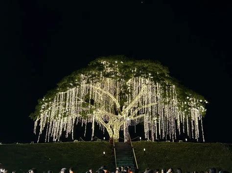 Vista City Unveils the Heritage Tree | Crown Asia