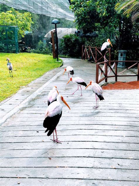 Bird Park in Kuala Lumpur - Jet Lagged Mama