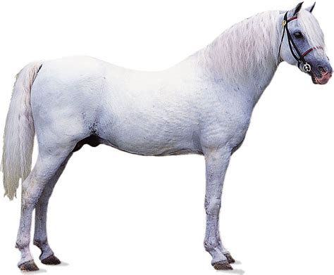 Welsh pony | Welsh Pony | History, Characteristics & Breeds | Britannica