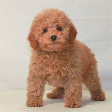 11 Poodle Colors from Least to Most Rarest - Rarest.org