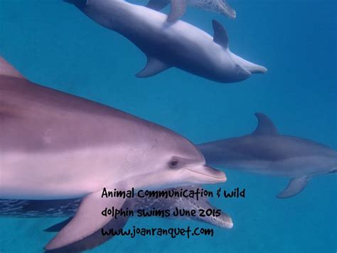 Imagine waking up on a dive boat in the Bahamas and having dolphin ...