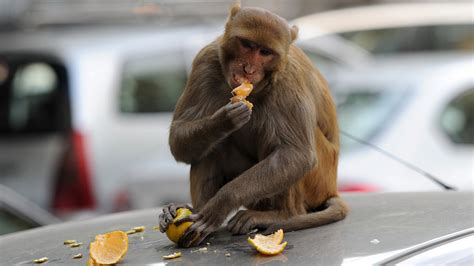 It's Bananas: India Hires 'Monkey Mimics' To Scare Away Real Ones ...