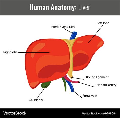 Diagram Of Liver Liver Anatomy Labeled Diagram Stock Illustration | The ...