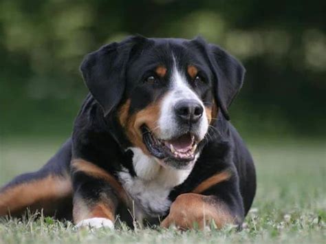 Greater Swiss Mountain Dog Size and Facts About These Breeds