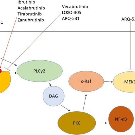 B cell receptor signaling. This figure depicts a simplified schematic ...