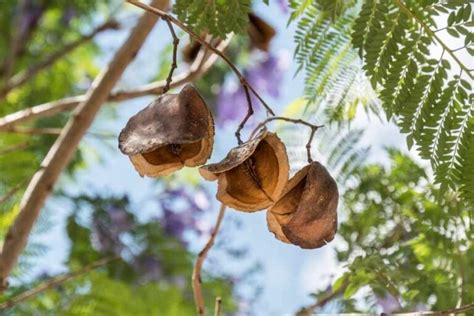 Jacaranda Tree: Plant Care and Growing Guide