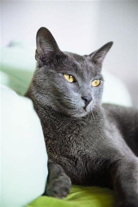 Grey Is The New Black: Fine Collection Of Gorgeous Grey Cats - I Can ...