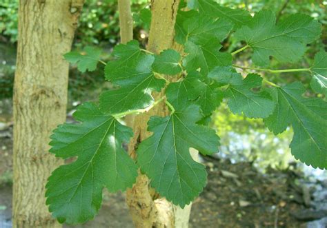 Mulberry Facts, Health Benefits and Nutritional Value