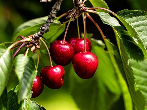 Growing Cherry Trees: Planting Cherry Trees In Your Garden