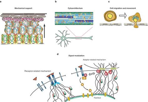 Intermediate Filaments by Lina Wu - OpenWetWare