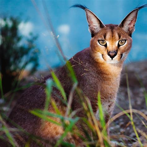 Caracal Lynx