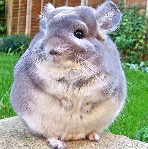 Types of Chinchilla | Chinchilling