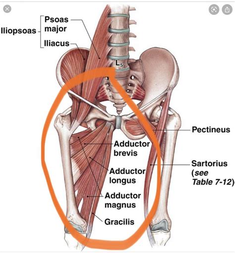 Groin Muscle Anatomy