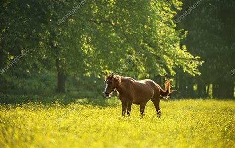 Horse on flower meadow Royalty Free Stock Images , #SPONSORED, #meadow ...