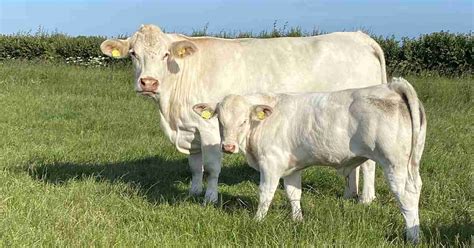 Charolais Cattle: History and Characteristics | Lone Pine Charolais