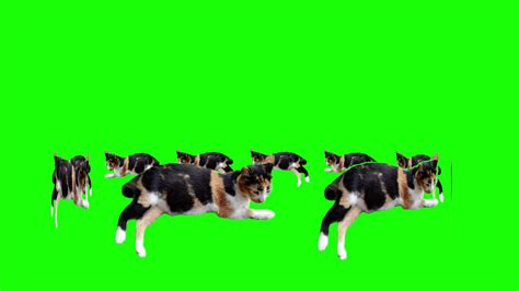 Cat on green screen isolated with chroma key 25018674 Stock Video at ...