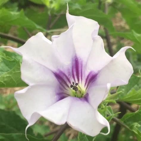 Purple Datura Seeds – Trav’s Gardens