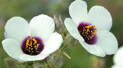 13 Beautiful Types of Purple Hibiscus to Grow This Season