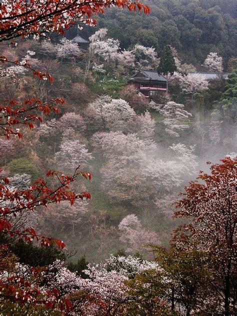 Cherry blossoms at Mount Yoshino, Nara, Japan | Contributors I ...