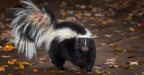 Where Do Skunks Go in the Winter?