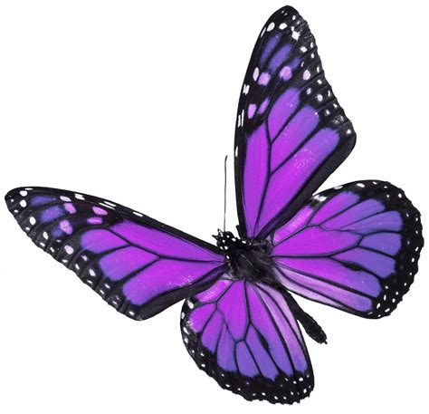 purple butterfly ⋆ Star Legacy Foundation