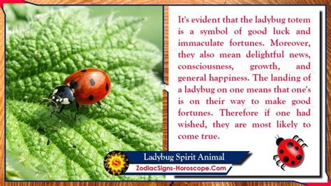 Ladybug Spirit Animal: Totem, Meaning, Symbolism and Dreams | Spirit ...