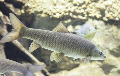 Common Barbel, Barbus Barbus, is a Species of Freshwater Fish Stock ...