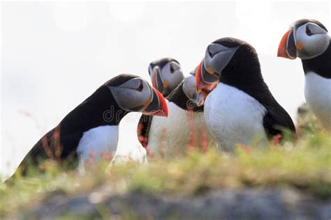 Puffins during Mating Season Stock Image - Image of ecosystem, animals ...