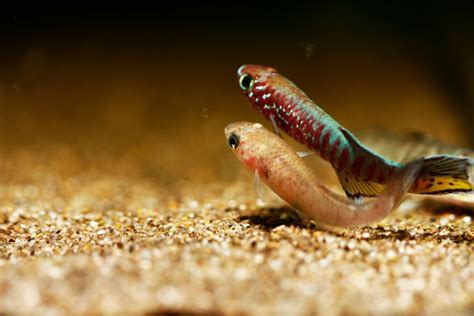 Killifish Breeding Guide (Answers to Common Questions) - Avid Aquarist