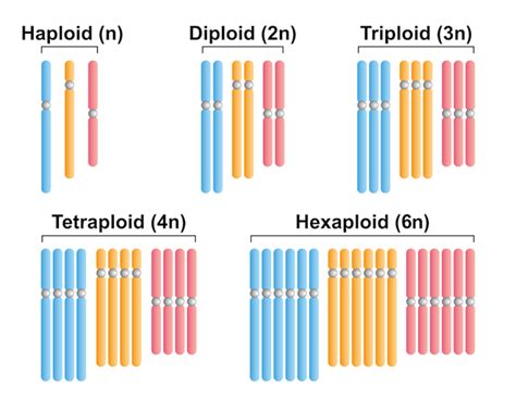 What is the difference between the DNA of a cactus and human? - The ...