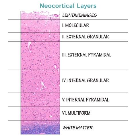 Cerebral Cortex Histology Layers