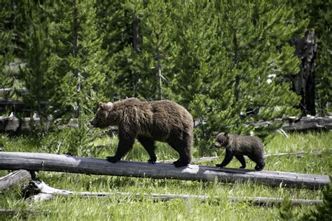 Just in Time? Orphaned Montana Grizzly Bear Cub Gets New Home