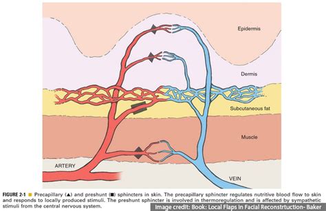 Flap Physiology