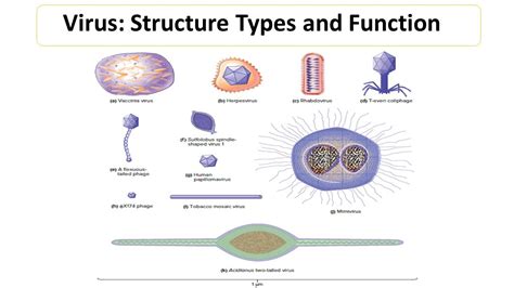 Virus: Structure, Types and Function - Microbiology Notes